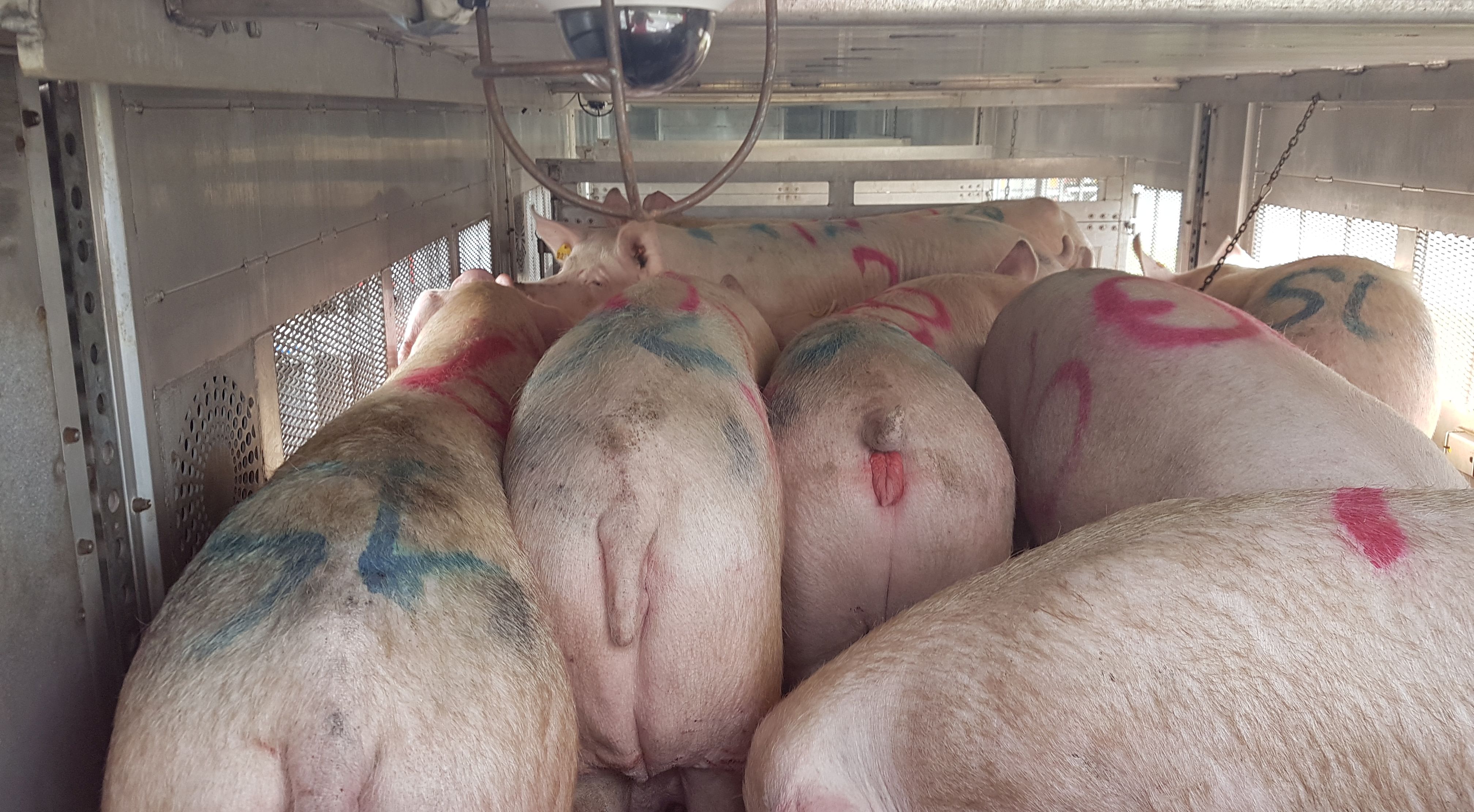 Pig top transport crate